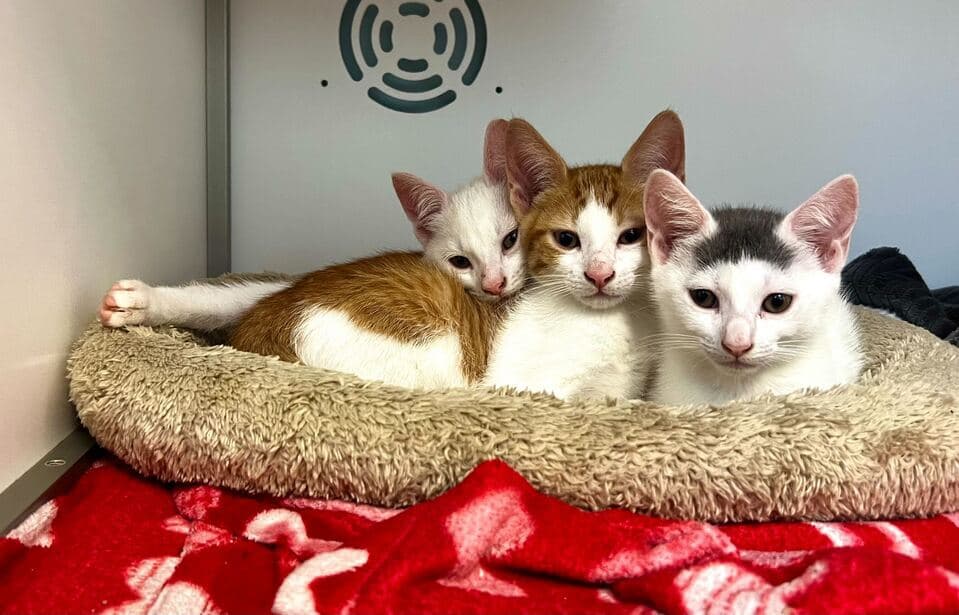 Three kittens are sharing a cat bed.