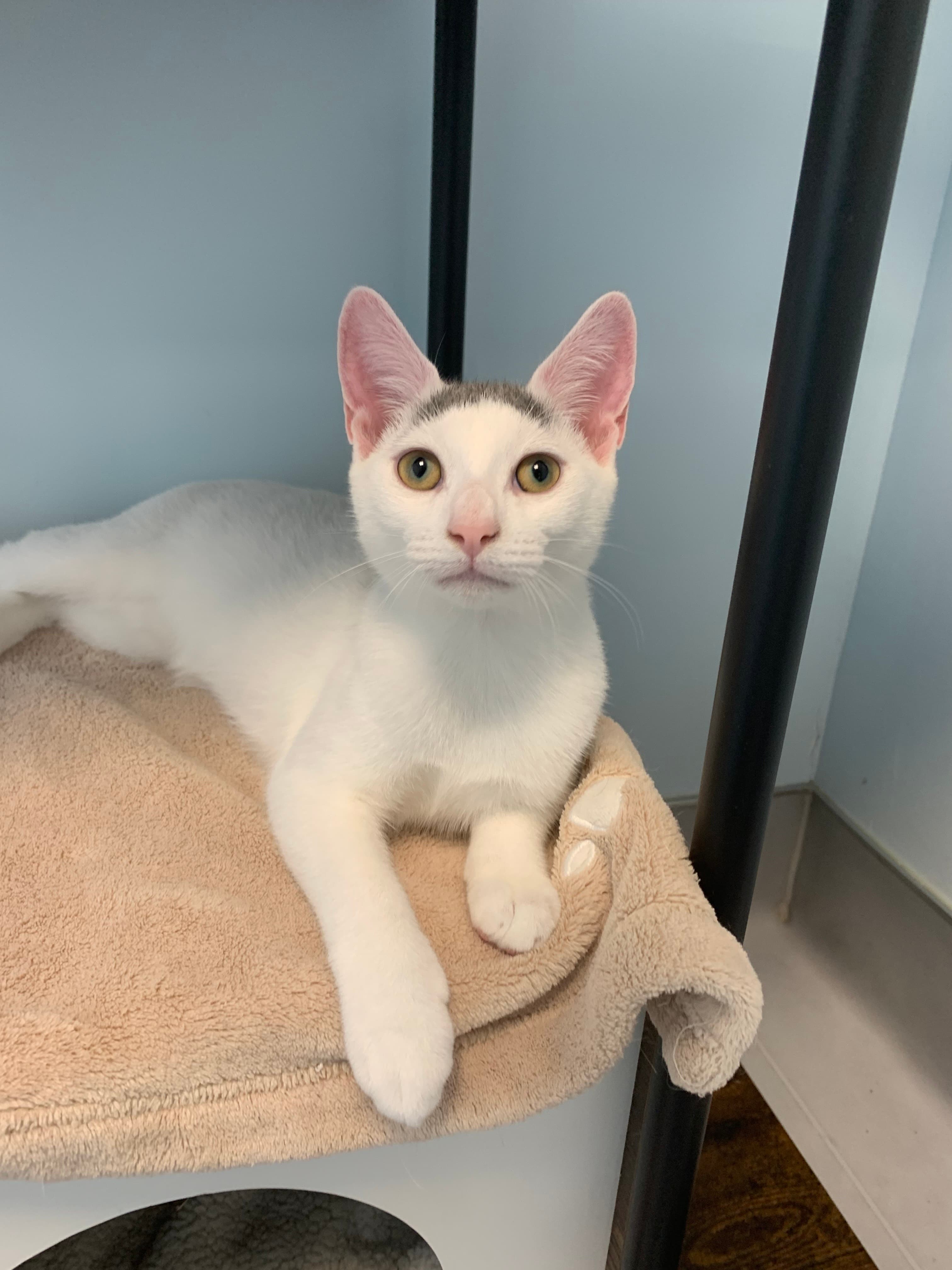 A white cat with a grey spot on the top of her head is resting on a blanket and looking at the camera.
