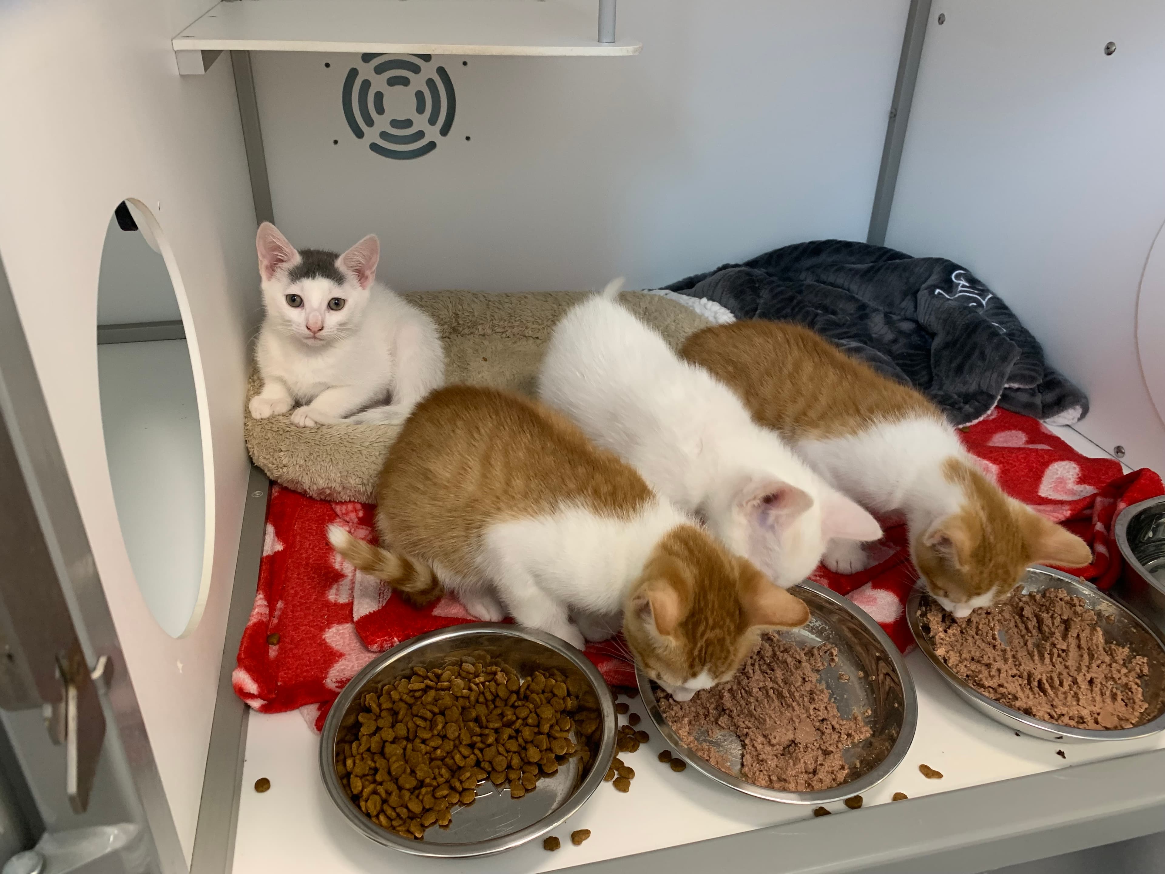 Four kittens are in a cubby. Three kittens are at the front of the cubby, eating. The fourth kitten is sitting in a cat bed at the back looking at the camera.